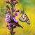 Flower with Monarch butterfly
