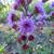 Close up of flower