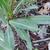 Basal Leaves