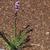 Liatris pilosa