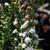 White flowers