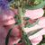 Stem