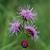 Flower heads