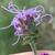 Flowers and bracts