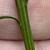 Stem