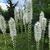 White flowers