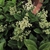 Shiny green leaves and clusters of white flower buds.