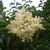 Dense panicle of small white flowers.