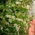 Hand cradling leafy branch with clusters of small white flowers.