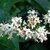 Closeup of small white flowers each with 2 exserted stamens
