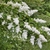Wand-like branches with panicles of white flowers