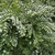 Shrub with wand-like branches with panicles of white flowers