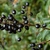 Paniculate cluster of black, olive-like fruits.