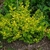 Shrub with yellow new growth and chartreuse foliage.