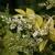 Cluster of whitish flowers