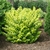Form of the shrub