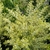 Form of the shrub
