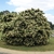 Large, rounde shrub with panicles of white flowers.