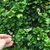 Hand grasping shiny leaves with rounded apices.