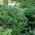 Form of shrub