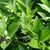Small white flowers