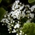 Close-up of panicle of small white flowers with exserted anthers