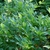 Green leaves on branches