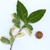 Cut leafy branch next to a penny. Leaves have creamy blotches.
