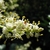 White, recurved corolla lobes. 2 exserted stamens per flower.