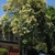 Small tree with dense crown & clusters of small white flowers.