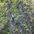 Branches weighted down with masses of blue-black drupes.