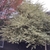 Shrub (overtopping a house) with variegated foliage.