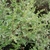 Branch with buds