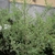 Leafy shrub with variegated foliage. Flower buds are emerging.