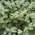 Leafy shoot showing green, gray-green, and cream variegation.