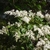 Leafy branches with masses of white flowers in panicles.