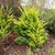 shrub with chartreuse foliage