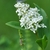 Dense panicle of small, white, 4-petaled flowers.