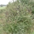Shrub with medium, ovate leaves and black, olive-like fruits.