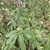 Shrub with opposite, elongate-ovate, green leaves.