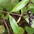 Paniculate cluster of black, olive-like fruits.