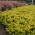 Shrub with yellow new growth and chartreuse foliage.