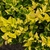 Chartreuse foliage and yellow new growth.