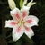 Large open, white flower with pink spots and midlines on tepals