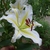 Large, open white flower with yellow stripe on midline of tepals