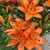 Orange flowers on a dwarf plant