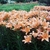 Pink flowers planted en masse