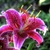 Large, open, pink flowers with darker spots & white margins
