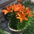 Orange flowers on a dwarf plant