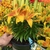 Yellow and orange flowers on a potted dwarf plant.